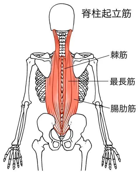 腰痛肩こりはお腹の筋肉が原因だった | 稲岡義昭, 稲岡義昭