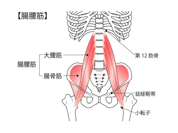 腰痛とお腹の痛みの意外なつながりとは？ | 整骨院、鍼灸院